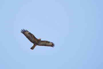 Mäusebussard im Flug in der Oberlausitz	
