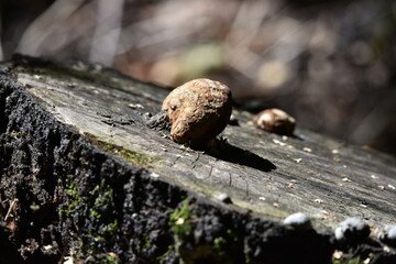 tree stump in the park
