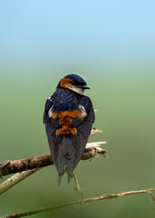Red-rumped swallow (Cecropis daurica) in Ngorongoro, Tanzania