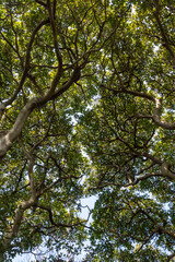 Looking up Odongdo Forest