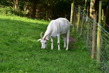 Koza na pastwisku © Barbara Bajorek