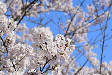 青い空の下で満開の桜が咲いている