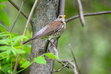 blackbird mountain ash
