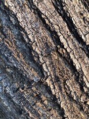 bark of a tree