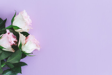 Tender pink roses on pastel violet background. Greeting card for Women's day.