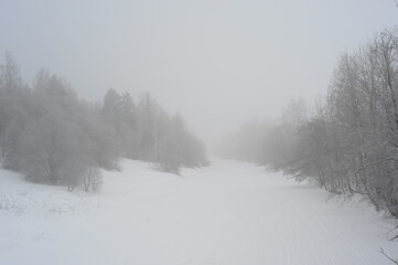 Snow covered trees in the fog