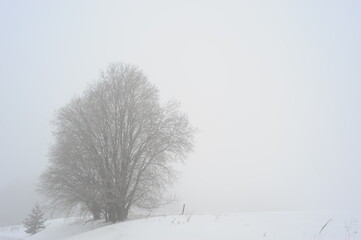 Fototapeta na wymiar Snow covered tree in the fog