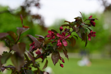 blooming apple tree