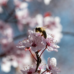 Flor de cerezo con abeja polinizando
