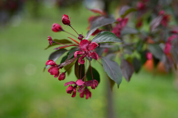 blooming apple tree