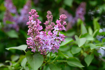 blooming lilac