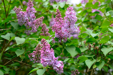 blooming lilac