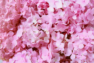 Romantic and beautiful pink hydrangea flowers as background. Floral pattern.