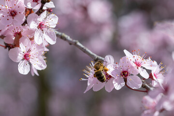 Rama de árbol cerezo en flor con abeja polinizando