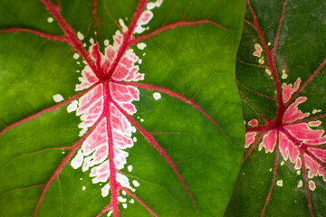 red and green leaves