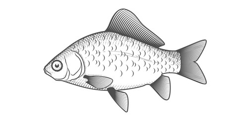 Crucian carp sketch, hand drawn fish, crucian fish in engraved style, vector