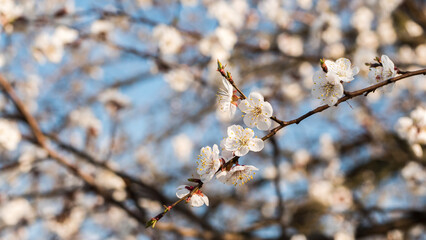 A branch of blossoming apricots against a blue sky