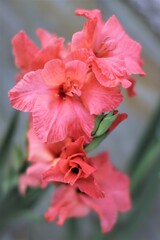 pink flower in the garden