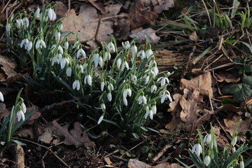 Schneeglöckchen wachsen im Frühlingswetter 