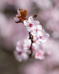 Macro flor de cerezo en floración