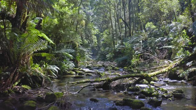 River in rainforest of Otways, Australia. Ferns and endemic jungle plants