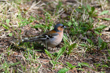 robin on the grass