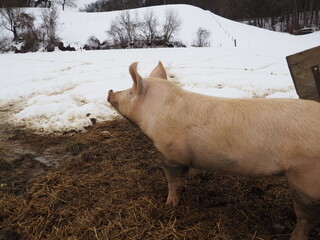 Free range healthy pig enjoying fresh air in winter, Switzerland