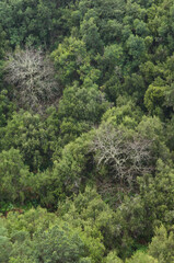 Sweet chestnuts and evergreen forest.