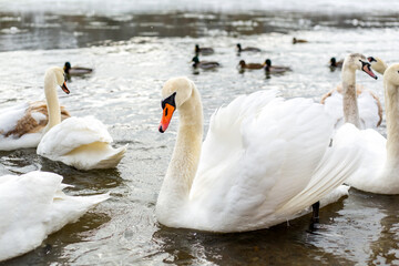 White and beautiful swans on the lake. Winter season.