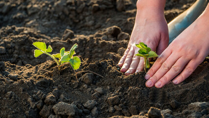The farmer carefully plants strawberry seedlings, close-up