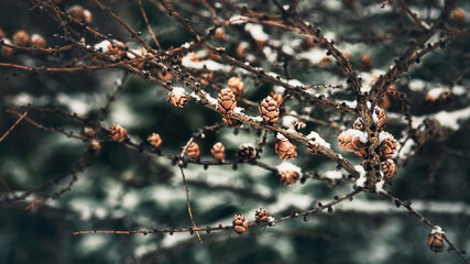 frost on the branches of a tree