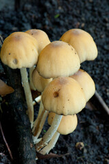 Mushrooms in a forest.