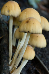 Mushrooms in a forest.