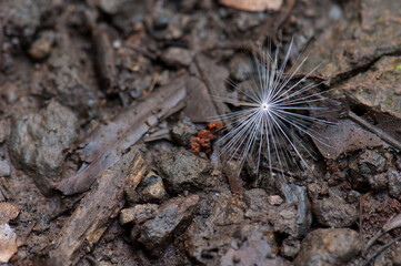 Seed on the forest floor.