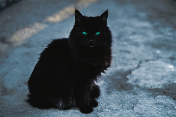 A black cat with green eyes sits on the ground and looks at the camera.