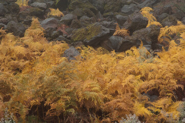 Common bracken Pteridium aquilinum.