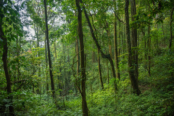 Obraz premium deep green jungle forest background 