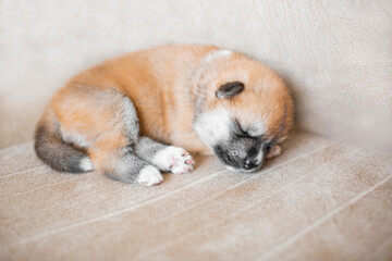 Akita Inu puppies. Beautiful red puppies. Domestic dog.