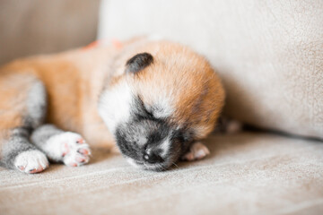 Akita Inu puppies. Beautiful red puppies. Domestic dog.