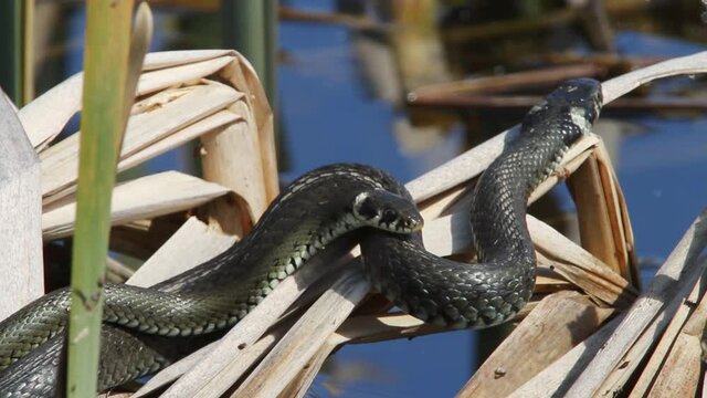 Mating of the grass snake in the reeds, Crna Mlaka, Croatia