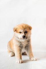 Akita Inu puppies. Beautiful red puppies. Domestic dog.