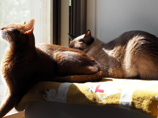 Cats enjoy the warmth of the sun