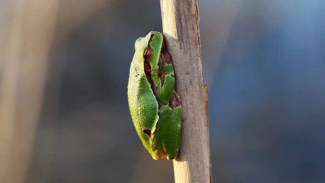 European tree frog from reeds of Crna Mlaka