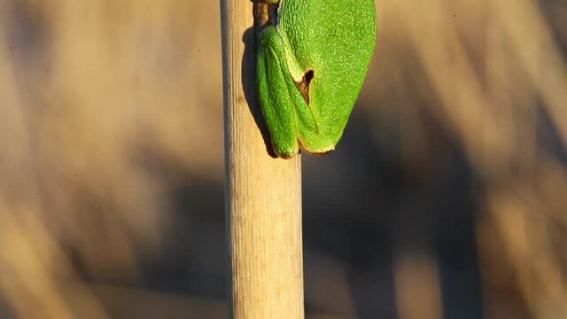 European tree frog from reeds of Crna Mlaka