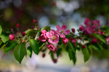 pink and white flowers