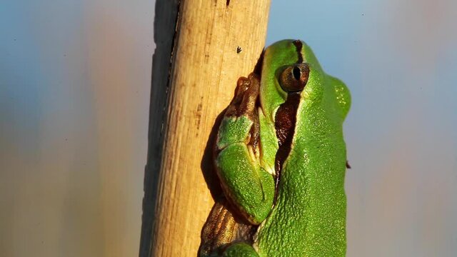 European tree frog from reeds of Crna Mlaka