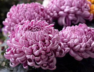 Purple chrysanthemums close-up