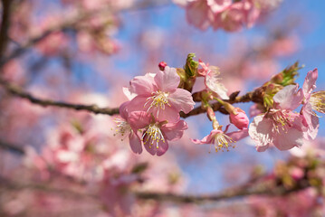 Obraz premium 河津桜⑪