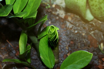 Young shoot of tree with leave roll like braids of a woman's hair. Call as Zanzibar gem.