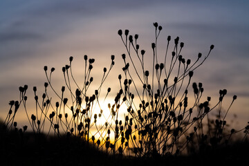 Gräser Silhouetten Sonnenuntergang Himmel Verlauf Umrisse Trauer Gefühl Winter Wiese Feldrand...